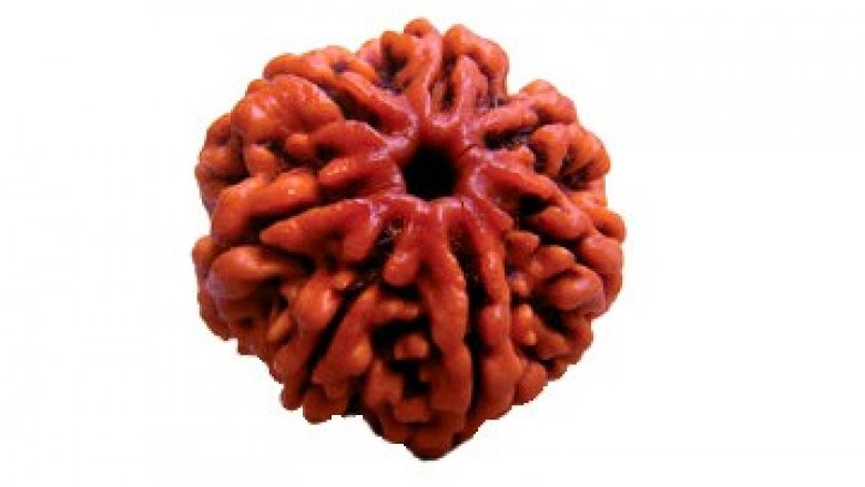 7 Mukhi Rudraksha