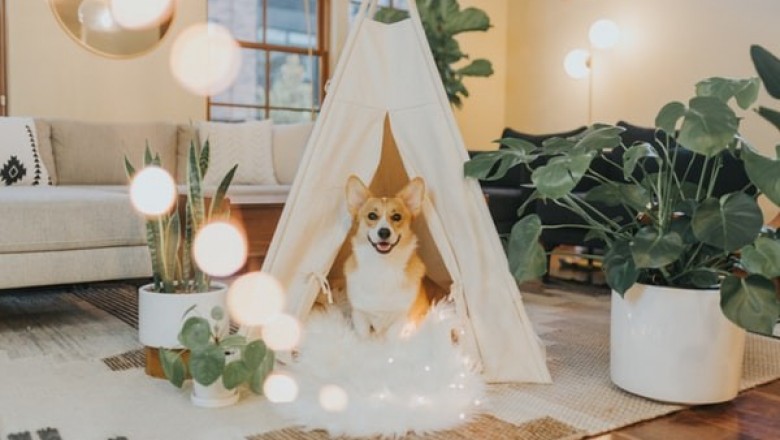 Why Dog Crates Are Essential for Any Dog Owner?