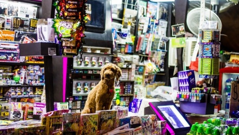 What Is the Most Important Thing You Need to Know About a Pet Shop?