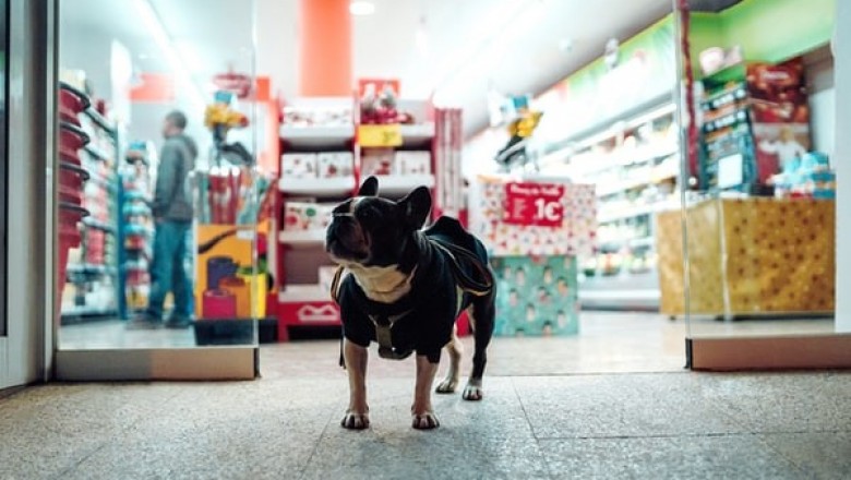 When and Why Should You Buy from an Online Pet Shop?