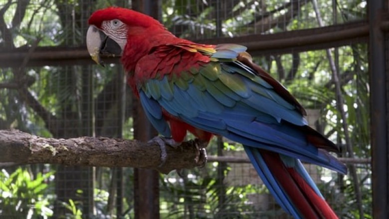 What Bird Supplies Do You Need to Take Care of a Bird Pet?