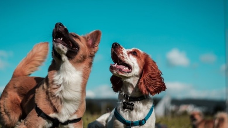 3 Things You Need to Know About a Pet Warehouse