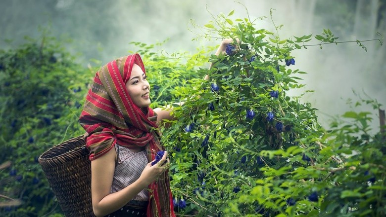 Tips and Ideas to Treat Anxiety with Natural Herbs