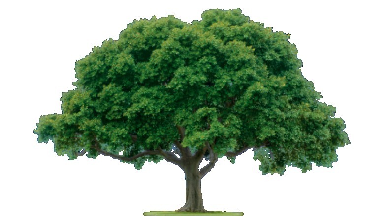 Tree Removal Picayune | Picayune Tree Service