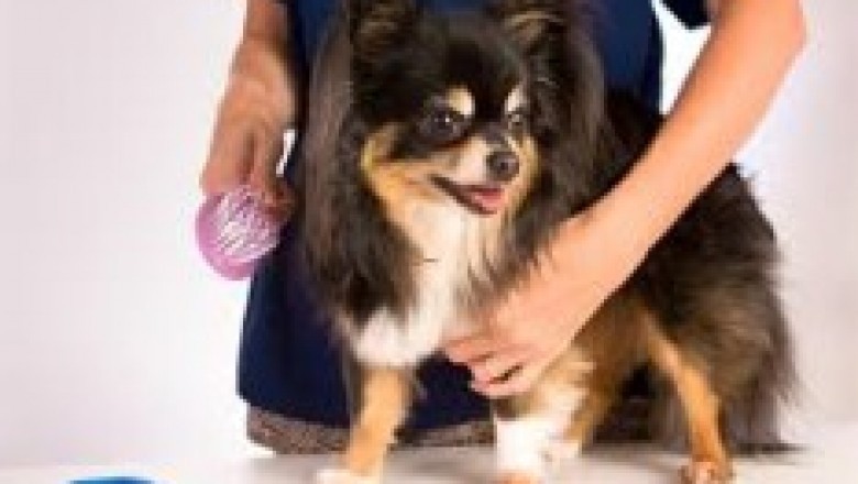 Montgomery Pet Grooming | The Barkly