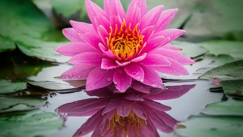 Lotus Flowers in Bay Area California | Swadesh Flowers
