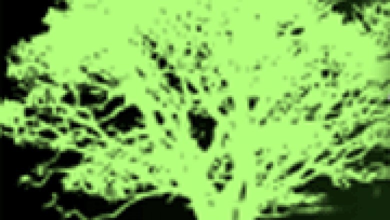 Tree Removal Pearl River | Acadian Tree and Stump Services