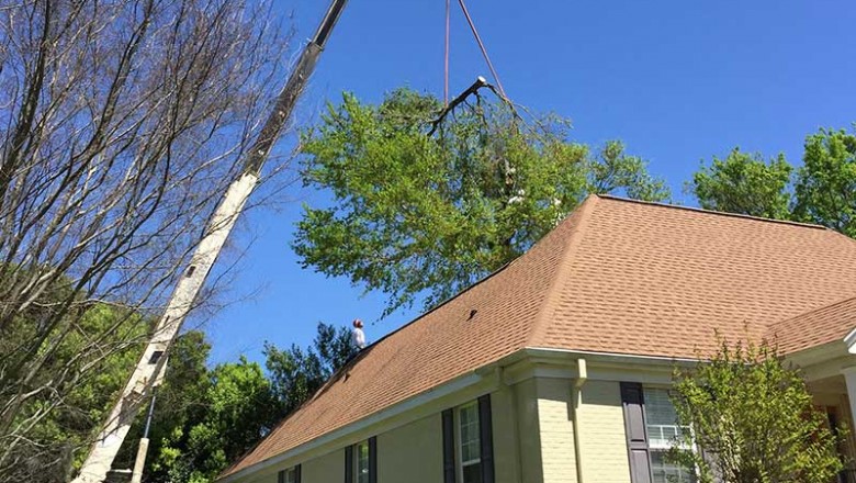 Pascagoula Tree Removal