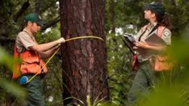 Forest Inventory Services