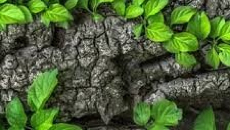 Sylviculture Activities