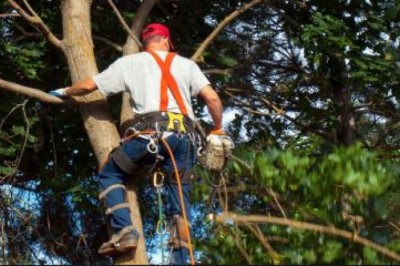 Tree Care Lexington KY