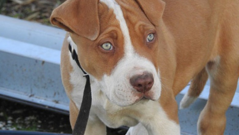 Fantastic pitbull puppies