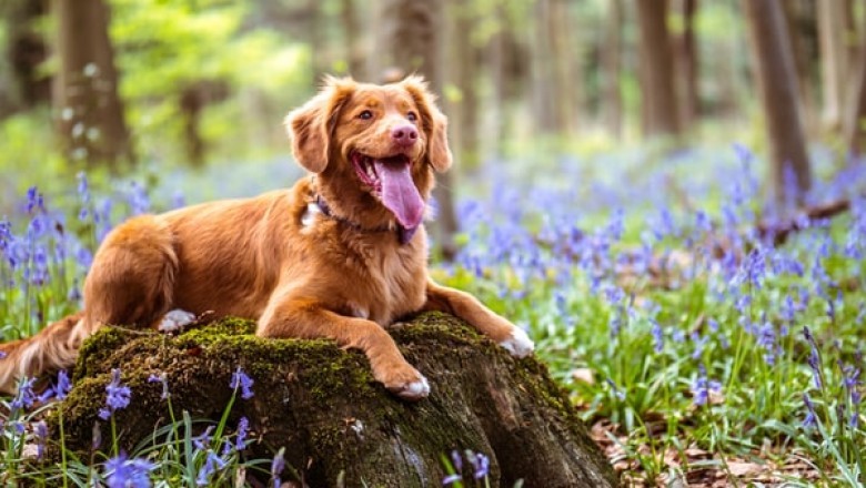 Is Vegan Dog Food a Better Alternative Than Normal Food?