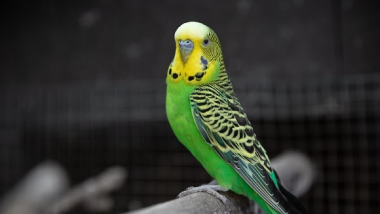 Vetafarm Bird Food for Quality Nutrition