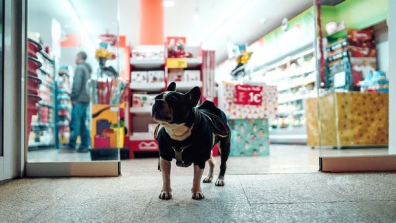 What Do You Need to Consider Before Buying from an Online Pet Shop?