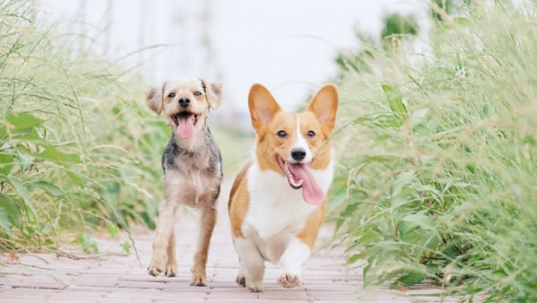 Which Are Better, Dog Crates or Dog Cages?