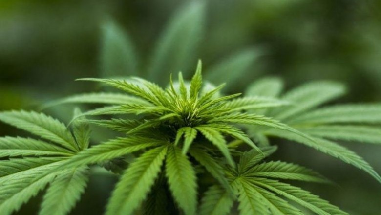 runtz strain