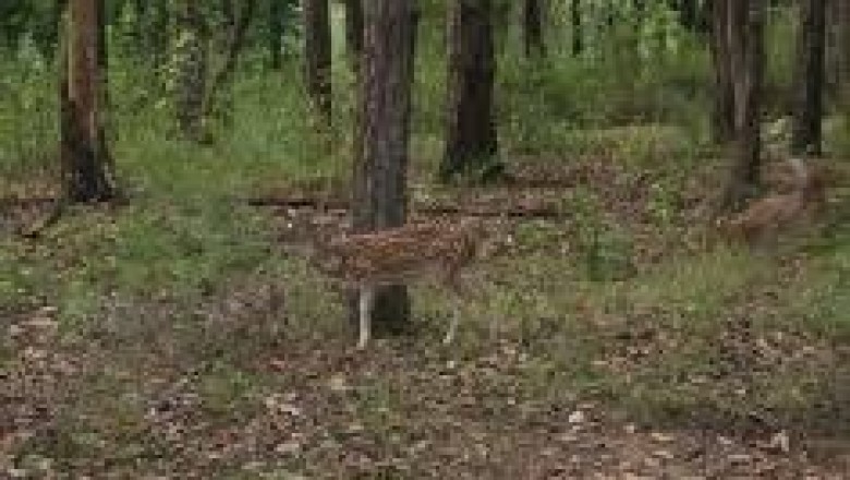 CCTV Cameras Stolen In Dudhwa National Park