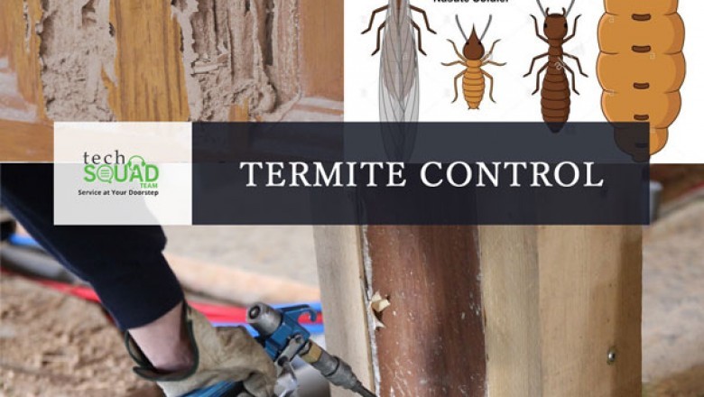 Termite Pest Control Services in Bangalore