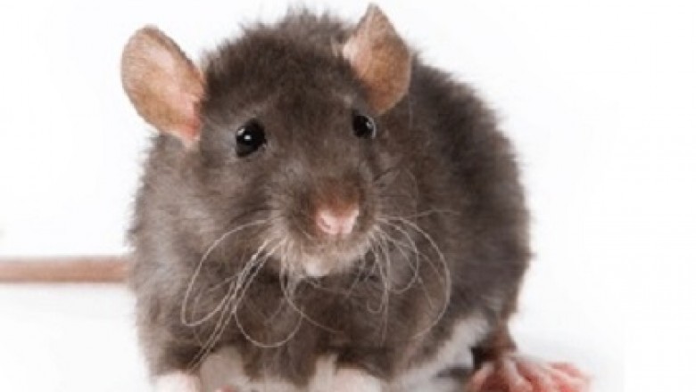 Pest Control in boston