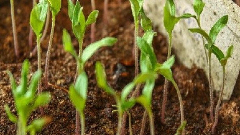 Agricultural Biologicals – An Important Tool for Crop Protection and Production