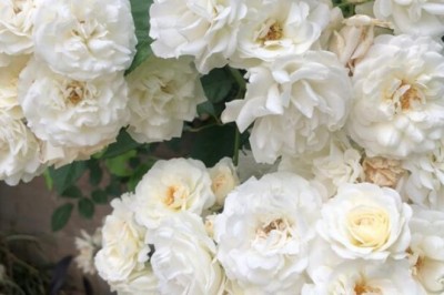 Findus - Directory Listing WordPress Theme