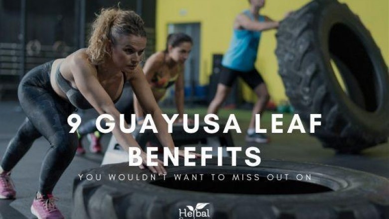 9 Impressive Health Benefits of Guayusa You Didn't Know
