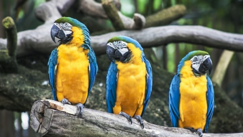Aspects to Consider when Buying Bird Cages?