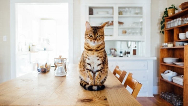 Should You Feed Your Cat Ziwi Peak Cat Food?