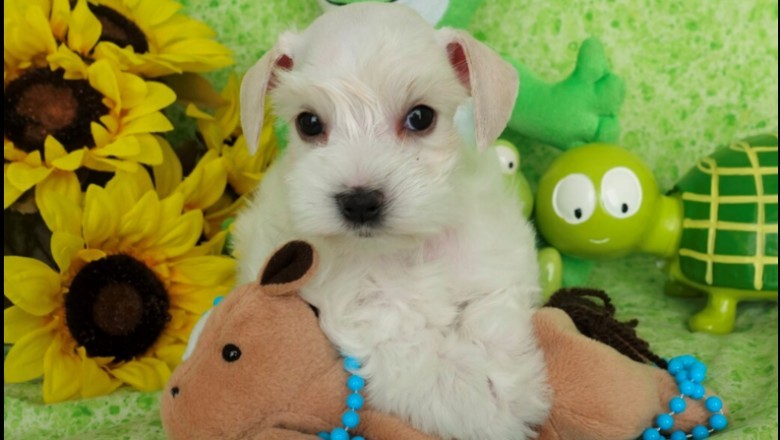 Teacup Schnauzer for sale