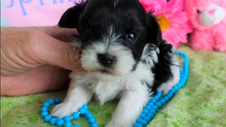 Male Schnauzer puppy for sale
