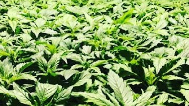 Antibacterial Hemp Oil