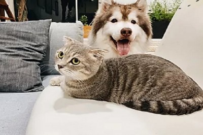 Certified pet acupuncture Singapore