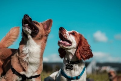 How Can Dogs Benefit from A Puppy Pen