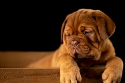 What Are the Advantages Offered by Pet Shop Online?