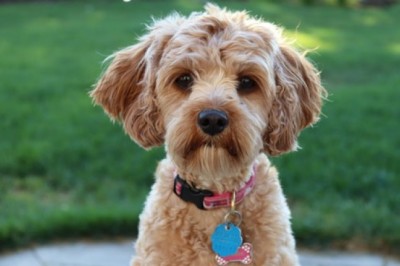 What Makes Meals for Mutts A Wonderful Choice