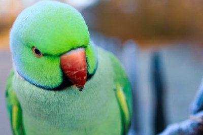 What Makes Parrot Toys So Important?