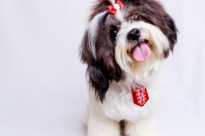 What to Consider when Shopping for Dog Clippers Online?