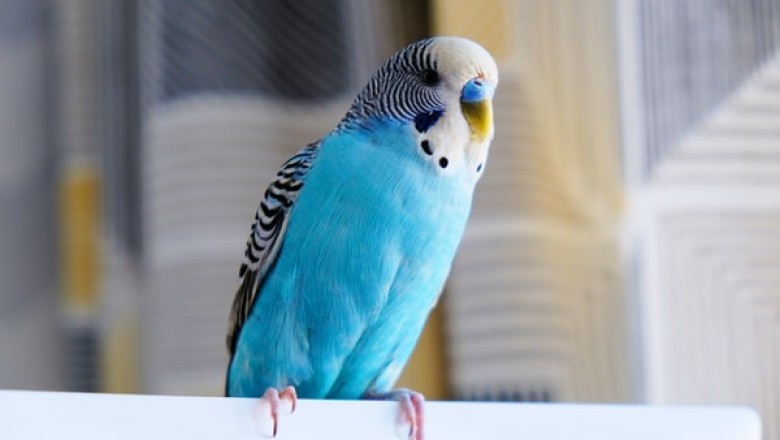 Where to Find Bird Supplies