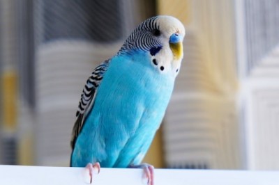 Where to Find Bird Supplies