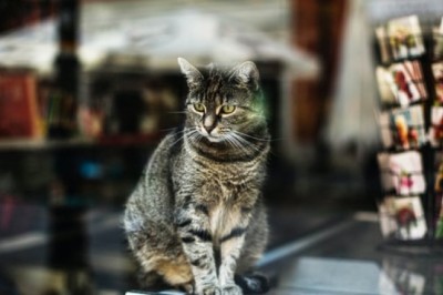 Why Choose Online Pet Store?