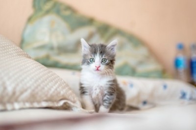 Why You Should Buy Cat Scratching Post?