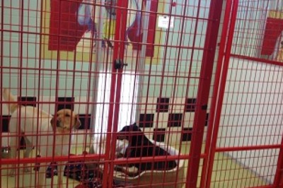 Why should you get your pet professionally groomed?