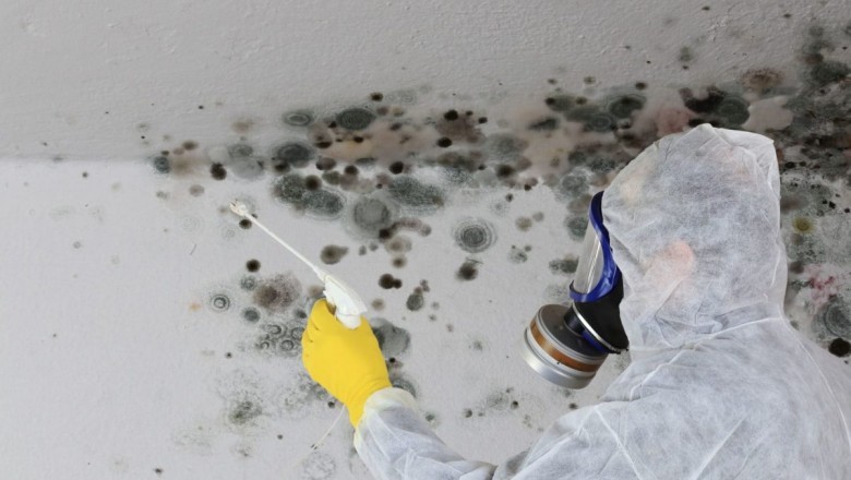 The Expert Mold Removal Process