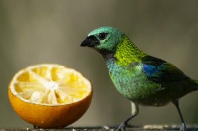 How to Choose Bird Food for Your Avian Friend