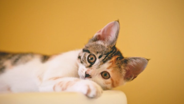 Why Is a Cat Scratcher Useful?