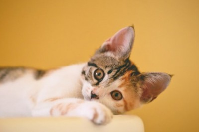 Why Is a Cat Scratcher Useful?