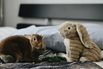 Why Shop Online for Crystal Cat Litter?