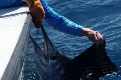 Bahamas Fishing Trips Ft Lauderdale