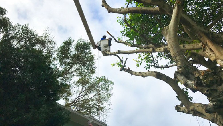 3 Signs That Indicate You Need to Remove Palm Trees